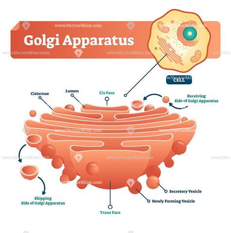 Structure And Function Of The Golgi Apparatus