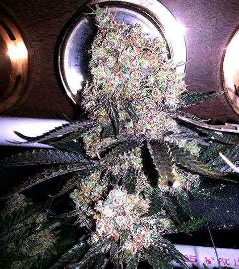 Week-by-Week Cannabis Flowering Stage Timeline | Grow Weed Easy