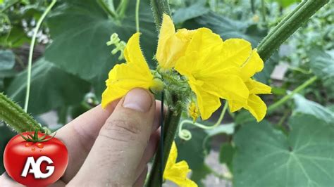 Cucumbers Are Blooming But There Is No Harvest Do This And You Will