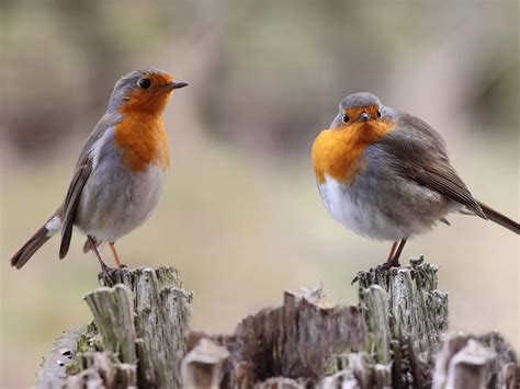 Comparing Male And Female Robins A Birdwatchers Guide Birdfact