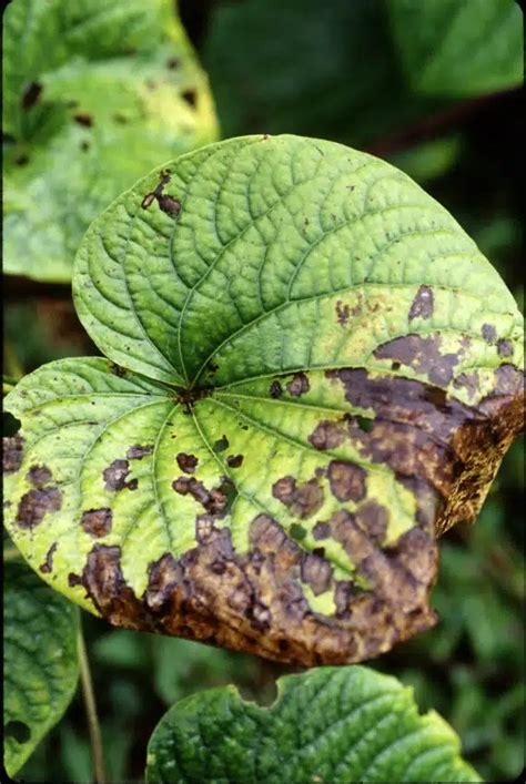 How To Use Cinnamon In The Garden In 7 Ways