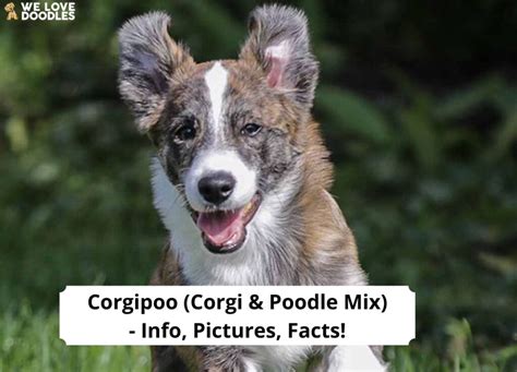 Corgi Poodle Mix: Everything You Need to Know! (2024)