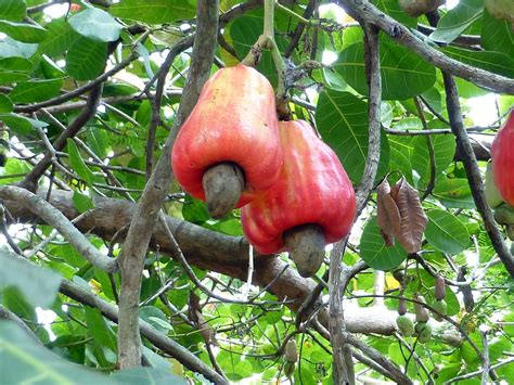 Como Plantar Caju Passo A Passo Completo Guia De Como Plantar