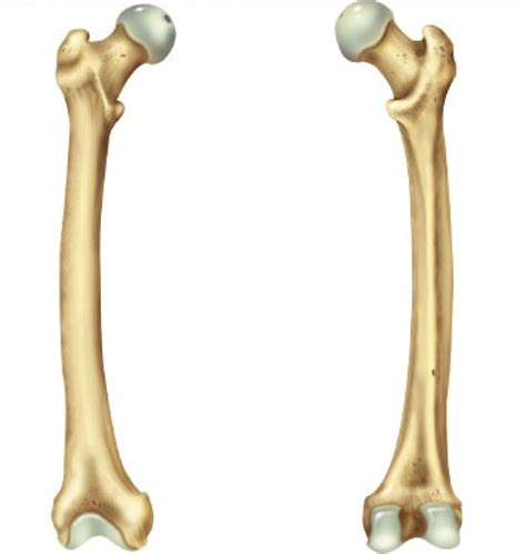 Femur Labeling Diagram Quizlet