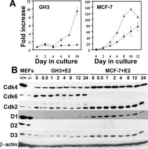 Proliferation And Expression Of G 1 Cell Cycle Regulatory Proteins In