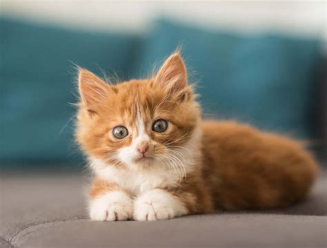 Download This Cute Kitty Knows How To Make Your Day Brighter