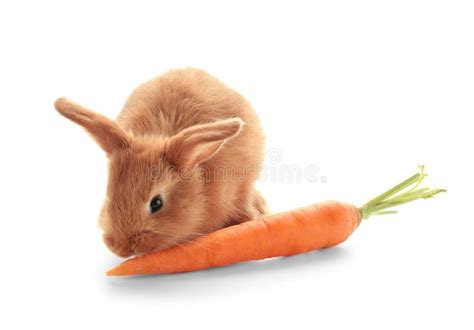 Bunny Eating Carrot Stock Images - Download 908 Royalty Free Photos