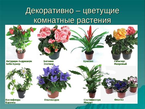 Домашние цветы и декоративные горшечные растения: названия и фото
