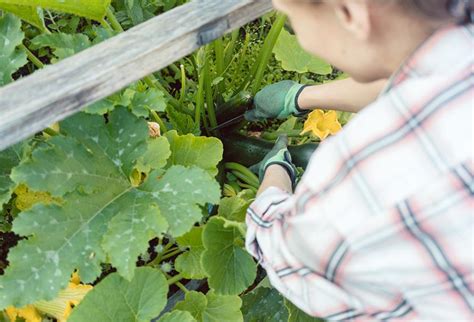 Quand Et Comment Tailler Les Courgettes Housekeeping Magazine