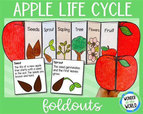 Life Cycle of an Apple Tree Foldable Activity for Kids - Etsy Australia