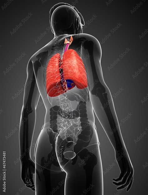 Male Lungs Anatomy Stock Illustration Adobe Stock