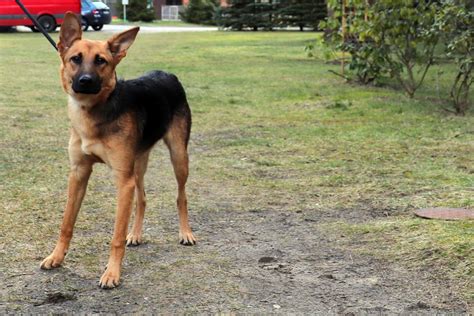 Tierschutzverein Niederbarnim E V Daisy 31241