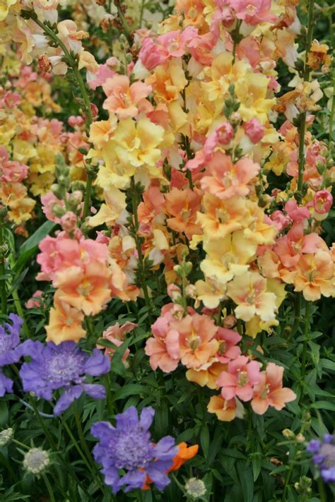 Photo Of The Bloom Of Snapdragon Antirrhinum Majus Chantilly™ Peach