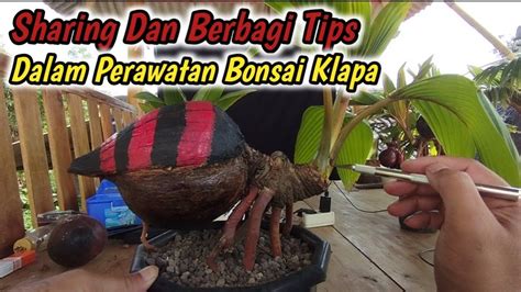 Sharing Dalam Perawatan Bonsai Kelapa Ridwanbintangbonsai YouTube