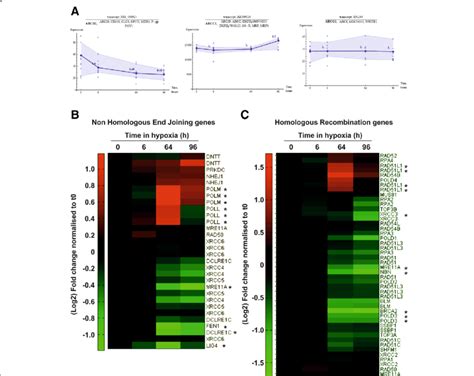 Hypoxia Regulates Dna Repair Genes At The Transcript Level A