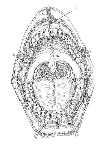 Oral Cavity diagram Diagram | Quizlet