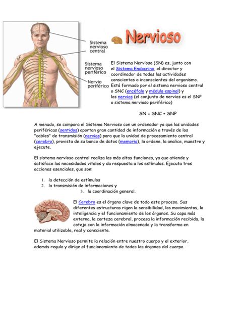 Sistema Nervioso Perif Rico