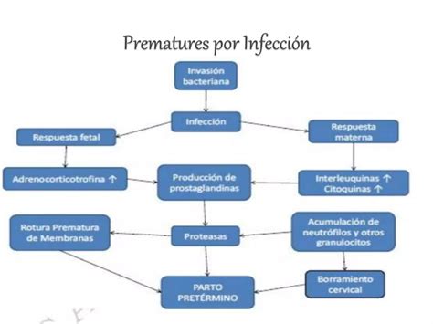 Amenaza De Parto Pretermino O Prematuro Ppt