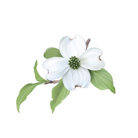 Pink Dogwood Flower Symbolism | Best Flower Site