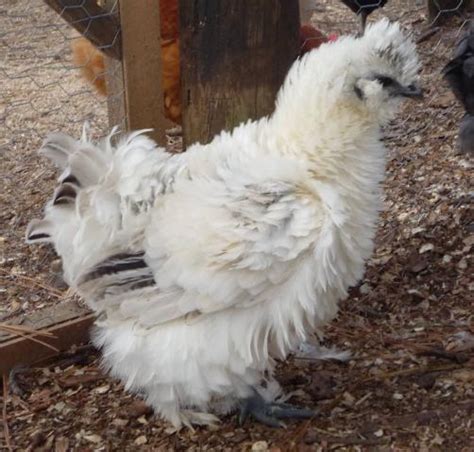 Silkie Eggs - $23.00 includes shipping | BackYard Chickens - Learn How ...