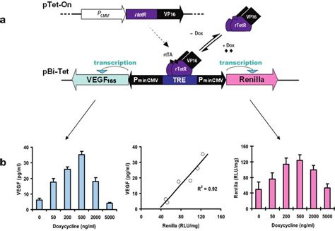 Genetic Modification Of Mouse Es Cells With Inducible Vegf 165