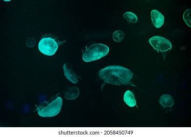 Jellyfish Movement Under Sea Stock Photo 2058450749 | Shutterstock