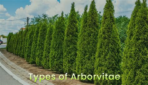 12 Different Types Of Arborvitae Tree Varieties And Care Tips