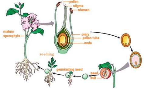 Process Of Pollination And Fertilization · Parts Of Flowers And Their