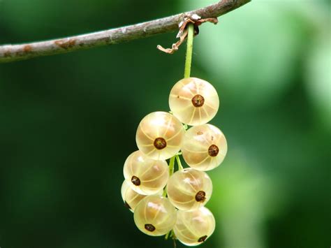 Images Gratuites Arbre La Nature Branche Fleur Fruit Baie