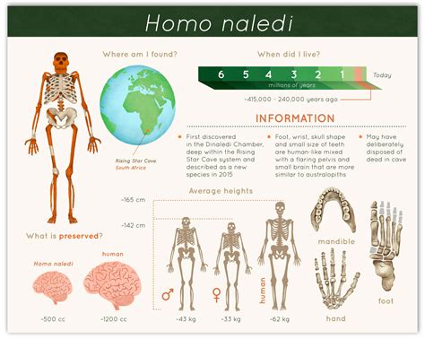 Human Evolution Infographics - Caitlin Hansen