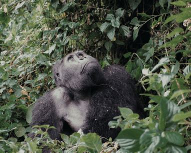 Kahuzi Biega Gorillas & Rwanda Exploration | Wild Frontiers