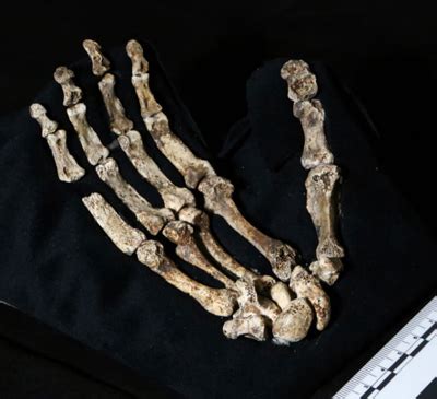 Exciting hominid fossil find in South Africa