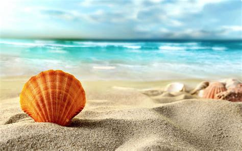 Hd Wallpaper Brown Conch Shell Water Transparent Large Sea Nature