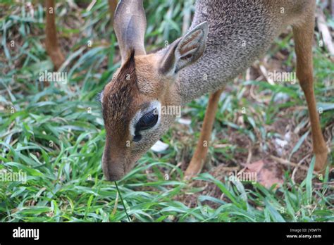 Dik dik baby hi-res stock photography and images - Alamy