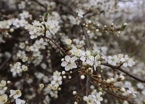 M J Foto Sv T Slivo Mirabelka Prunus Domestica Syriaca