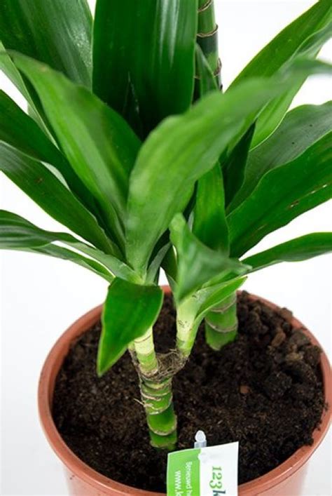 Dracaena Janet Craig Drakenbloedboom Cm Kopen Planten Nl