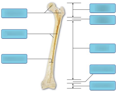 Art Labeling Activity Structure Of A Long Bone Diagram Quizlet