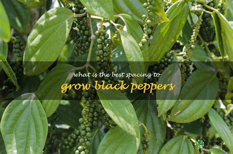 How To Maximize The Yield Of Black Peppers Through Proper Spacing ShunCy