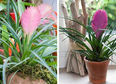 Comment Cultiver Les Tillandsias Artofit