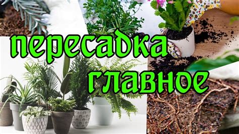 Как пересадить цветок,чтоб он хорошо развивался,а не сидел в горшке ...