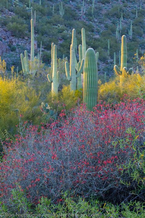 Desert Wildflowers | Photos by Ron Niebrugge