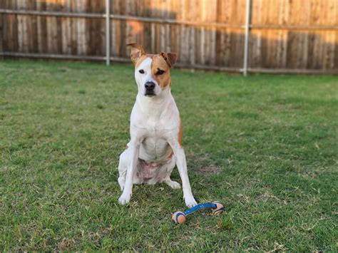 Debunking Myths: Facts About Pit Bulls and Canine Attacks