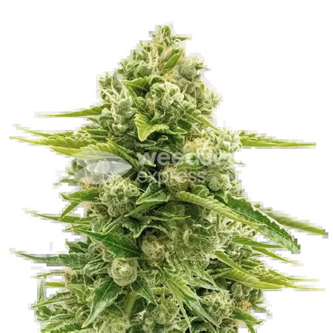 Northern Lights Autoflower Seeds - WeedSeedsExpress