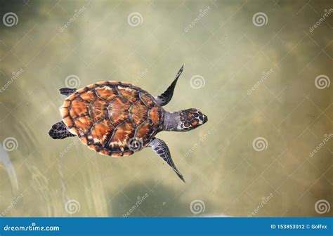 Young Sea Turtle Swimming In Nursery Pool At Breeding Center Stock