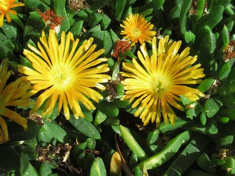 Ice Plant Flowers Delosperma - Free photo on Pixabay - Pixabay