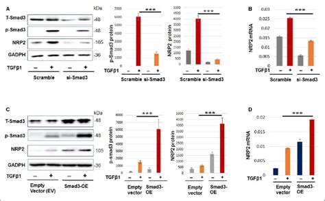 Smad Regulates Neuropilin Nrp Expression In Cultured Smooth