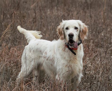 Ryman Setters The Ryman Type Hunting English Setter Page 5 Of 19