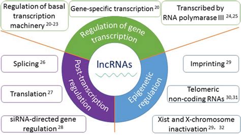 Long Non Coding Rnas In Renal Cell Carcinoma A Systematic Review And