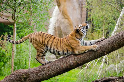 can a tiger climb a tree 3