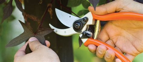 Pruning Tools & Tree Trimming Tools | AM Leonard